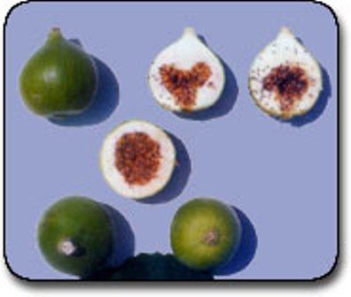 Name:  aydin2.jpg
Views: 6116
Size:  20.4 KB