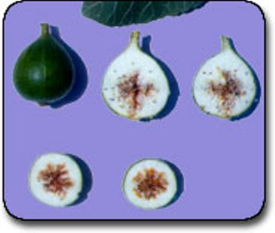 Name:  cicekli.jpg
Views: 6490
Size:  20.9 KB