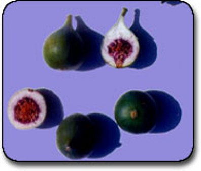 Name:  karaerkek.jpg
Views: 5782
Size:  18.6 KB