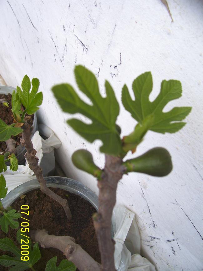 Name:  aincir1.jpg
Views: 3149
Size:  66.3 KB