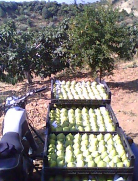 Name:  beyaz ork..jpg
Views: 4730
Size:  55.0 KB