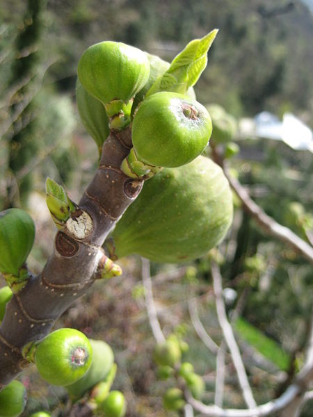 Name:  450px-Ficus_Carica_2.jpg
Views: 4246
Size:  47.0 KB