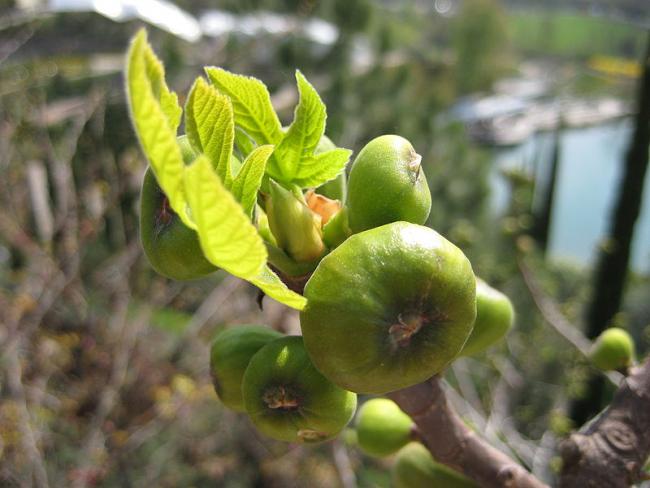 Name:  800px-Ficus_Carica_1.jpg
Views: 4779
Size:  41.0 KB