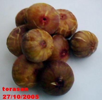 Name:  torosan.jpg
Views: 2132
Size:  17.9 KB