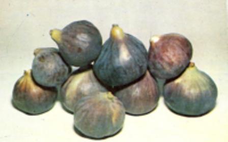 Name:  incir-meyvesi.jpg
Views: 1902
Size:  13.5 KB