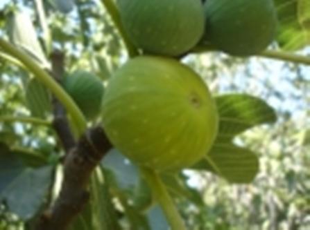 Name:  YELGZ1.jpg
Views: 9224
Size:  17.1 KB