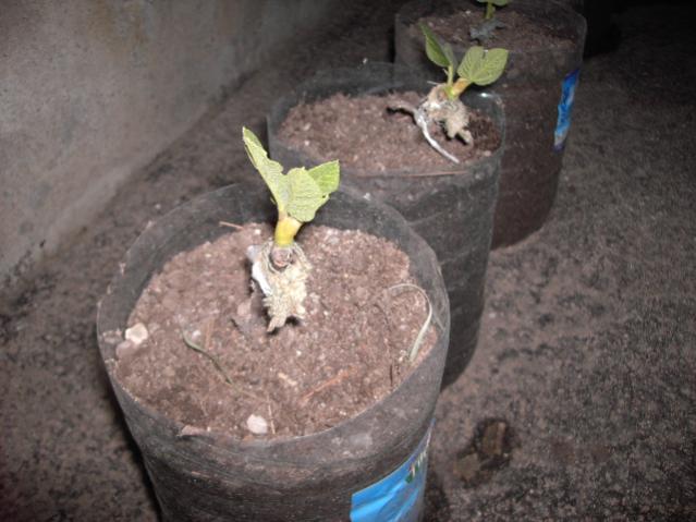 Name:  PICT0746.jpg
Views: 1541
Size:  43.8 KB