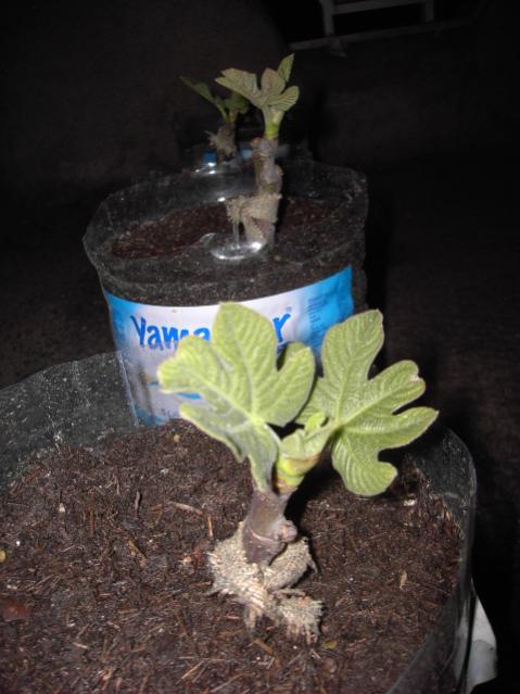Name:  PICT0749.jpg
Views: 1400
Size:  42.7 KB