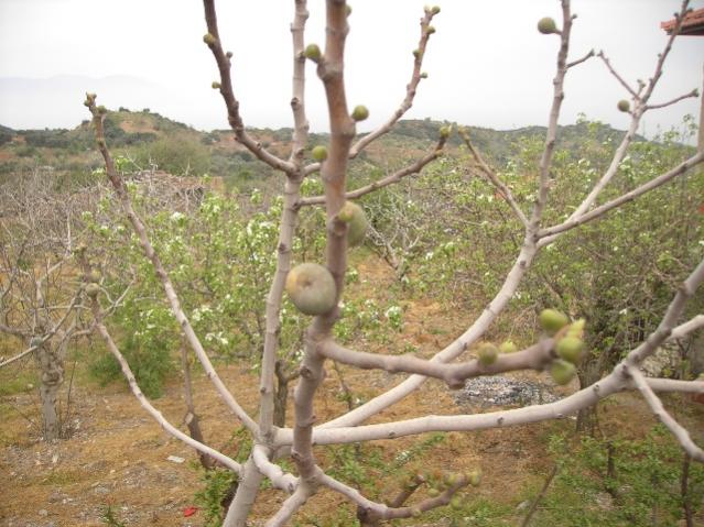 Name:  PICT0727.jpg
Views: 7649
Size:  61.4 KB