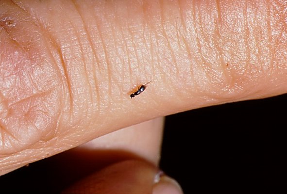 Name:  Ceratosolen_capensis_on_finger_400.jpg
Views: 6533
Size:  43.0 KB