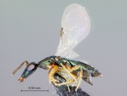 Name:  Diaziella_bizarrea_habitus_2_220.jpg
Views: 6386
Size:  65.1 KB