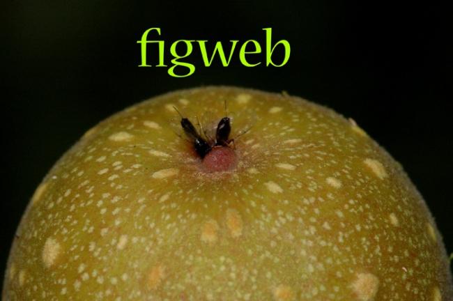 Name:  FigWeb_frontpage.jpg
Views: 6463
Size:  30.5 KB