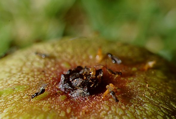 Name:  sur_wasps_emerging_400.jpg
Views: 6673
Size:  41.5 KB
