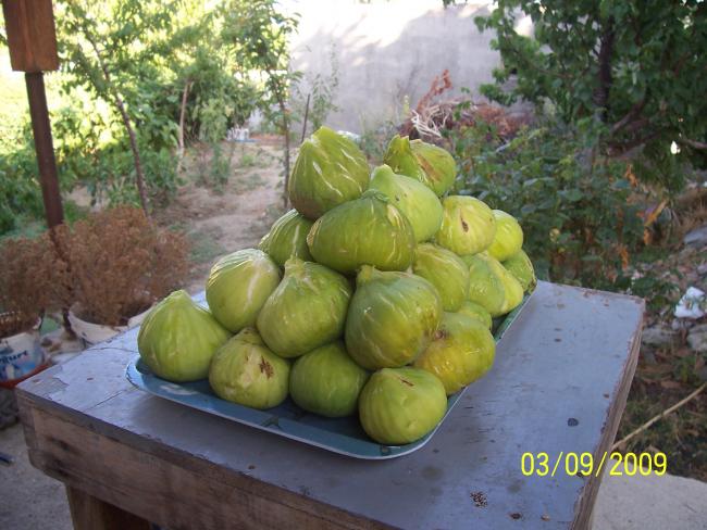 Name:  erayincir..jpg
Views: 6696
Size:  55.1 KB