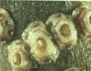 Name:  kanlibalsira1.jpg
Views: 2495
Size:  4.9 KB
