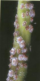 Name:  kanlibalsira.jpg
Views: 2451
Size:  32.2 KB