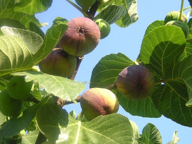 Name:  dalnda olgunlamaya balam bursa siyah.jpg
Views: 2935
Size:  63.9 KB