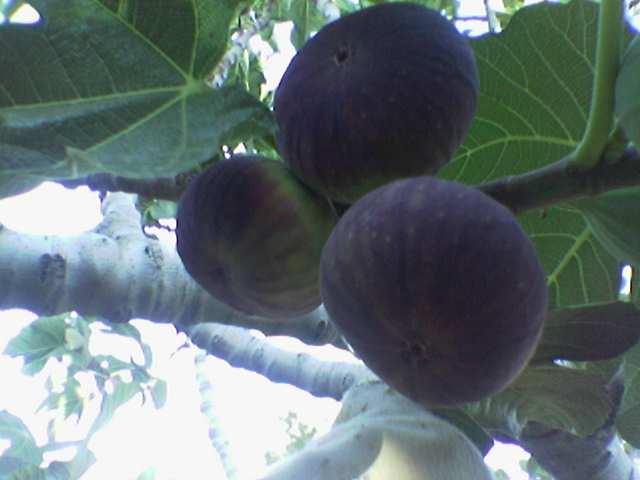 Name:  bursa inciri noa.jpg
Views: 3550
Size:  23.6 KB