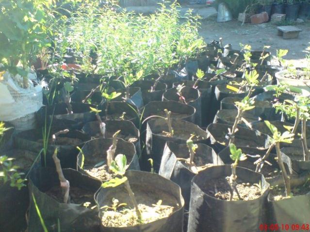 Name:  DSC00174.jpg
Views: 2771
Size:  63.0 KB