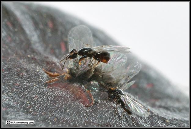 Name:  fewasp1c.jpg
Views: 2122
Size:  43.3 KB