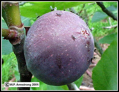 Name:  capwas2b.jpg
Views: 1875
Size:  46.8 KB