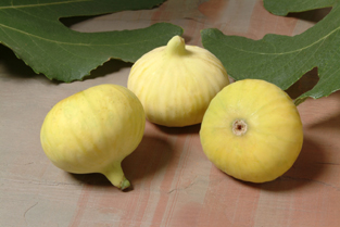 Name:  calimyrna-figs.jpg
Views: 2319
Size:  51.0 KB