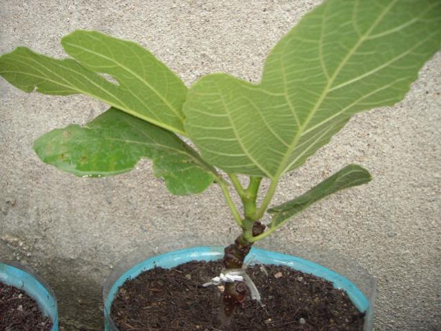 Name:  PICT0149.jpg
Views: 3512
Size:  57.6 KB
