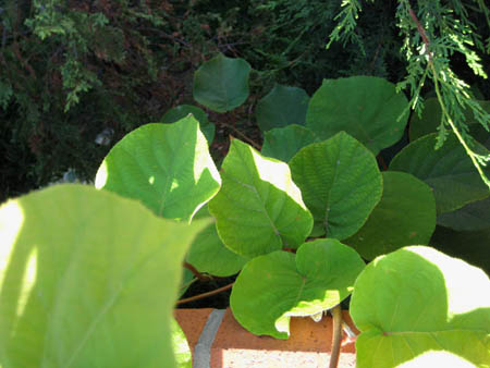 Name:  10temmuz 060.JPG
Views: 4277
Size:  69.0 KB