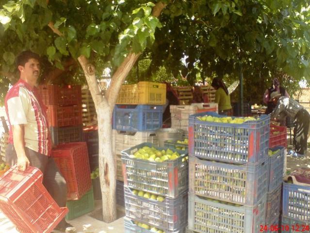 Name:  26.jpg
Views: 1552
Size:  62.3 KB