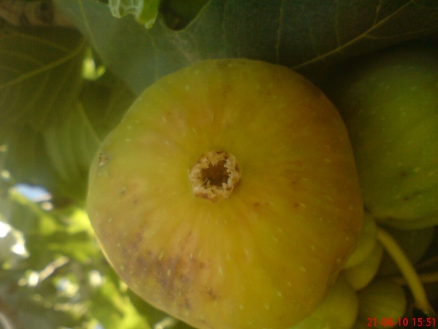 Name:  28.jpg
Views: 1569
Size:  68.4 KB