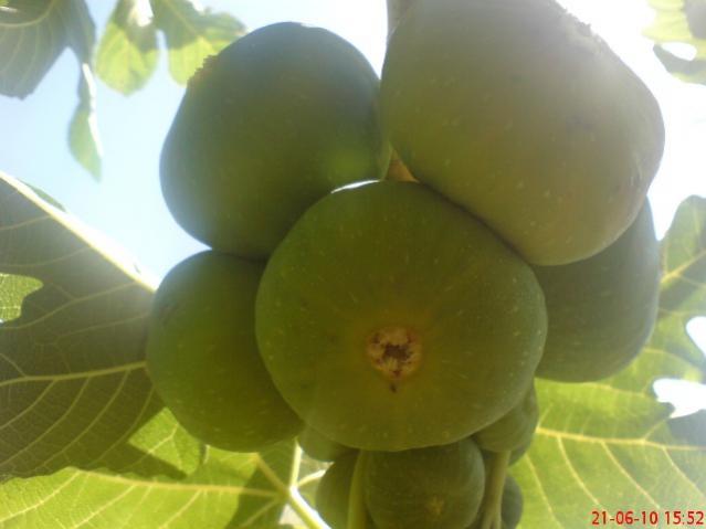 Name:  29.jpg
Views: 1546
Size:  25.8 KB