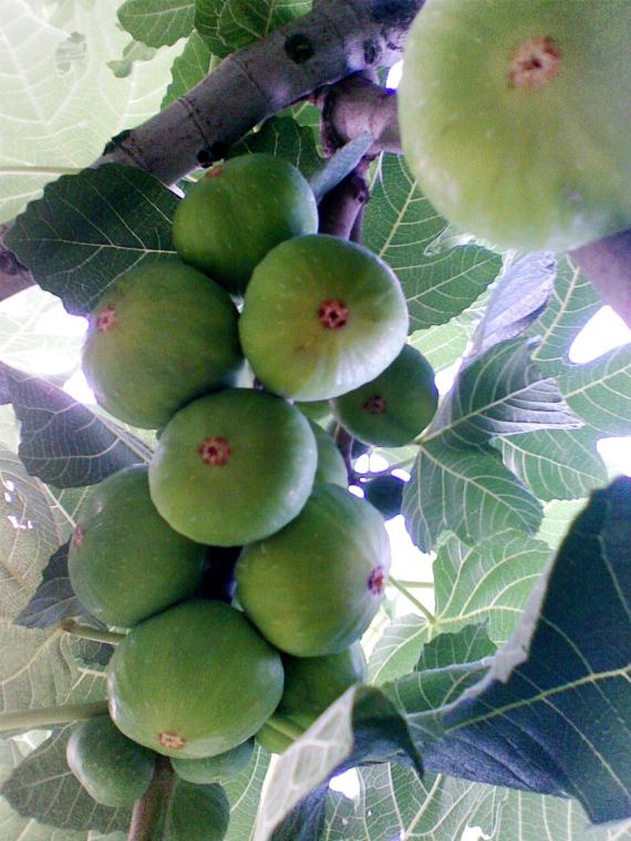 Name:  Grnt024.jpg
Views: 2544
Size:  71.5 KB