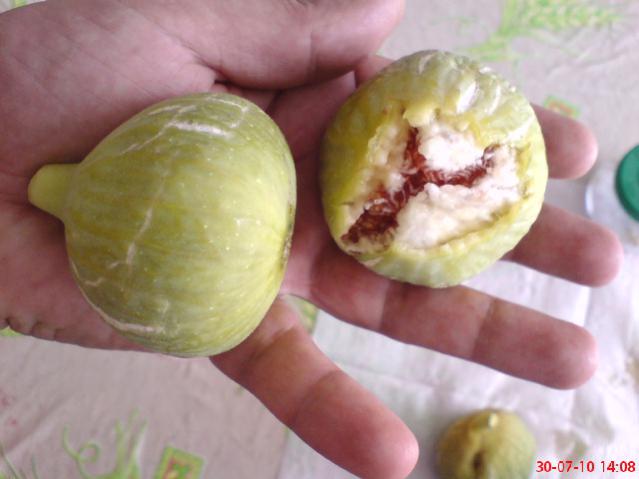 Name:  DSC01729.jpg
Views: 1948
Size:  31.8 KB