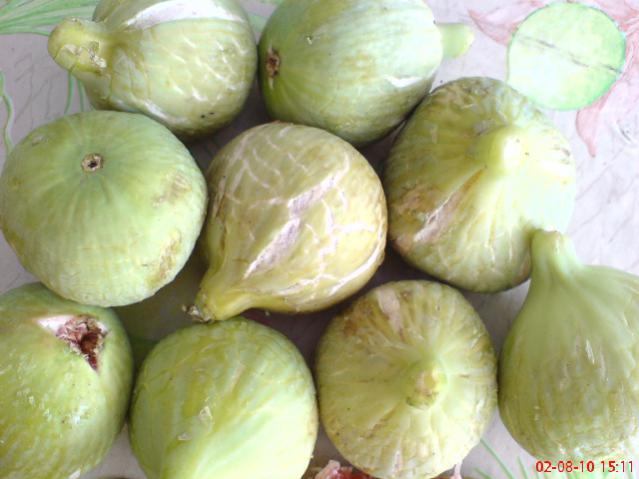 Name:  DSC01739.jpg
Views: 2929
Size:  38.3 KB