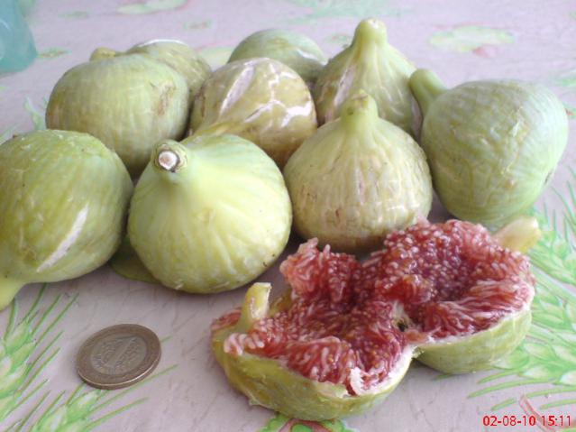 Name:  DSC01740.jpg
Views: 2677
Size:  41.3 KB