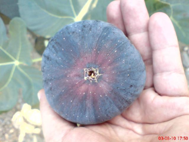 Name:  DSC01759.jpg
Views: 2566
Size:  32.3 KB