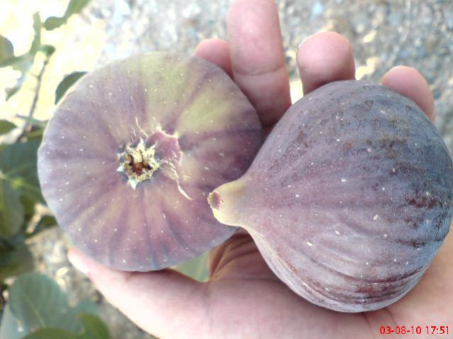 Name:  DSC01760.jpg
Views: 2750
Size:  38.6 KB