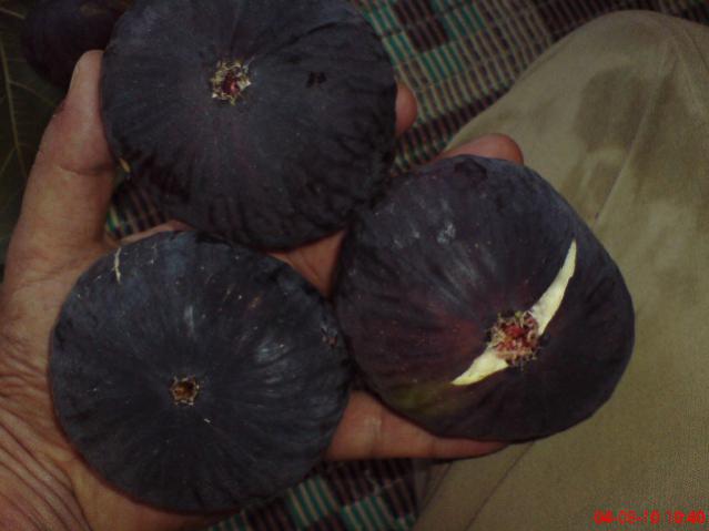 Name:  DSC01781.jpg
Views: 2559
Size:  29.4 KB