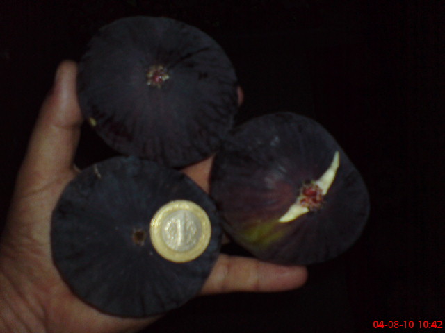 Name:  DSC01783.JPG
Views: 2534
Size:  45.2 KB