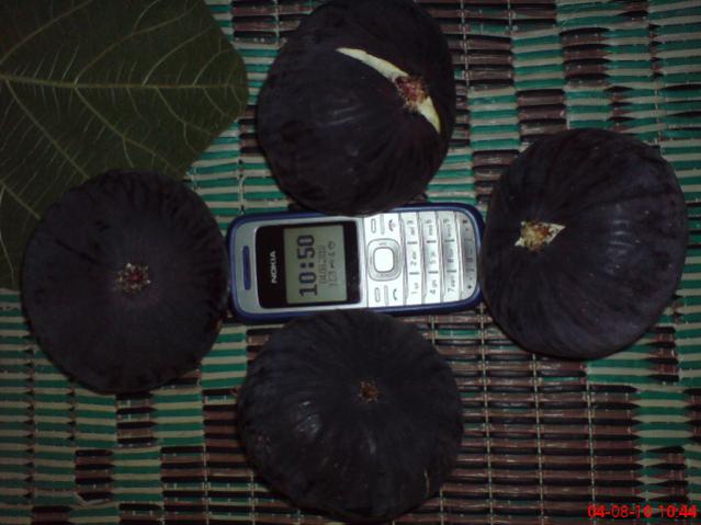 Name:  DSC01784.jpg
Views: 2469
Size:  40.6 KB