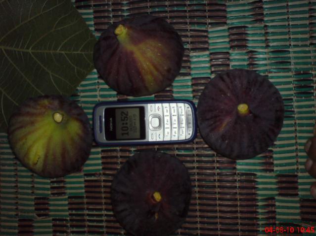 Name:  DSC01787.jpg
Views: 2440
Size:  42.5 KB
