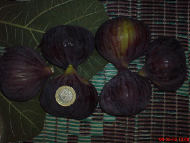 Name:  DSC01788.jpg
Views: 2440
Size:  34.6 KB