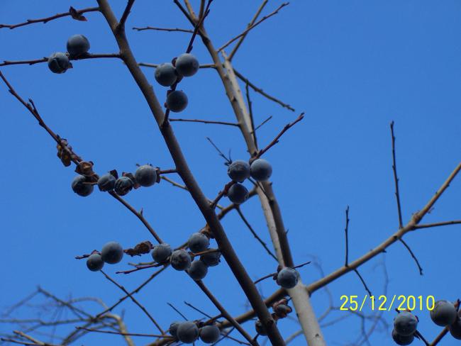 Name:  Resim 126.jpg
Views: 6180
Size:  35.4 KB