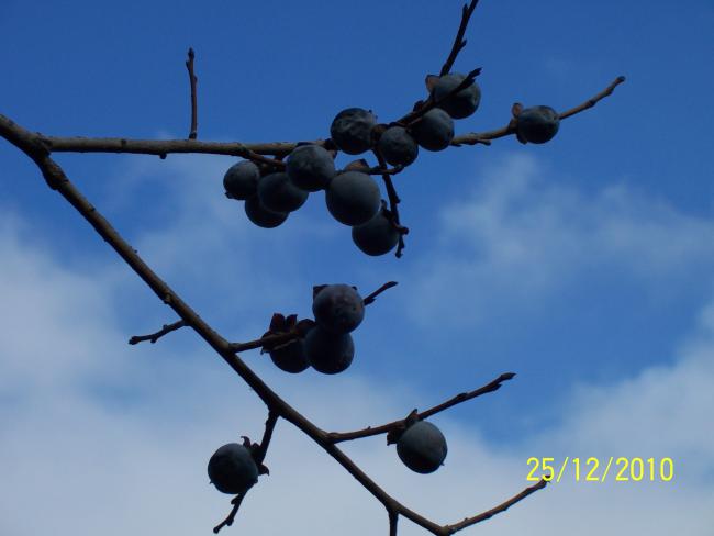 Name:  Resim 127.jpg
Views: 7281
Size:  24.2 KB