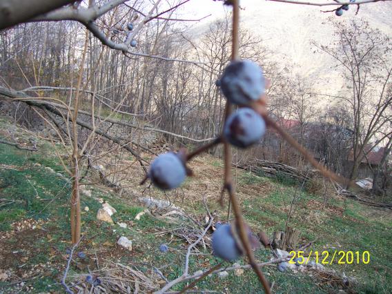 Name:  Resim 129.jpg
Views: 9749
Size:  70.5 KB