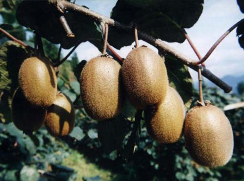 Name:  kiwi.jpg
Views: 82043
Size:  27.4 KB