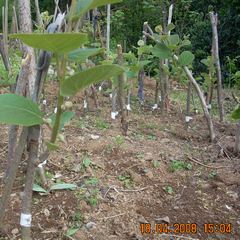 Name:  a3.jpg
Views: 10561
Size:  57.2 KB