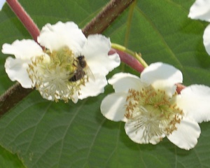 Name:  hayward _dii.jpg
Views: 10657
Size:  65.4 KB