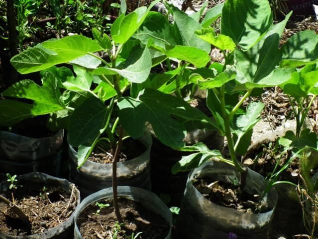 Name:  DSCF1402.jpg
Views: 1768
Size:  69.1 KB