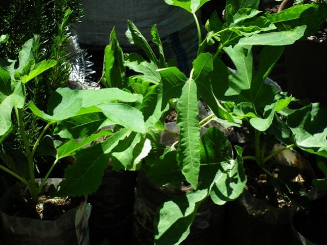 Name:  DSCF1403.jpg
Views: 1762
Size:  55.2 KB